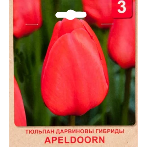 Тюльпан «Apeldoorn» размер луковицы 10/11, 3 шт. 82365316 STLM-2168998