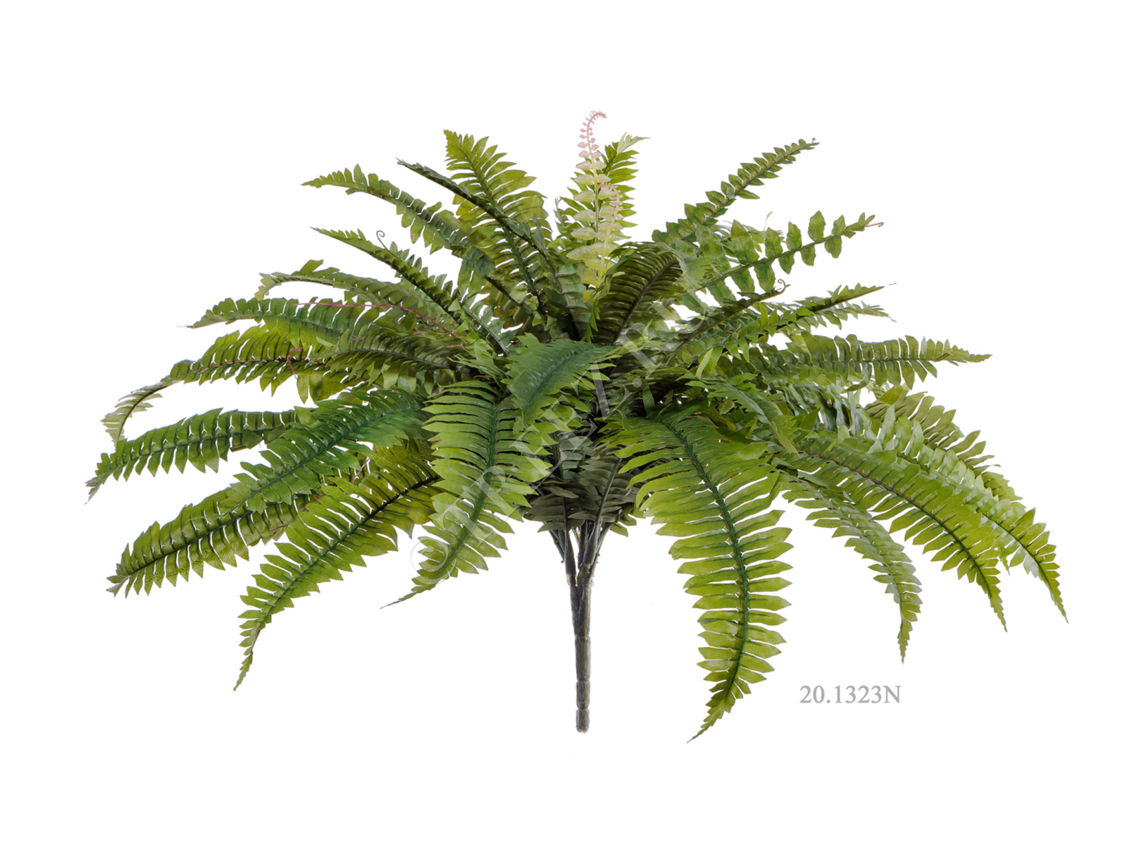 20.1321N Папоротник Бостон Цветочная коллекция  - Вид №4