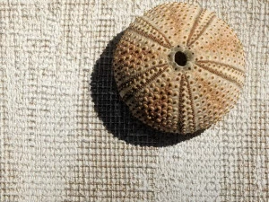 Élitis Моющиеся виниловые обои Opening