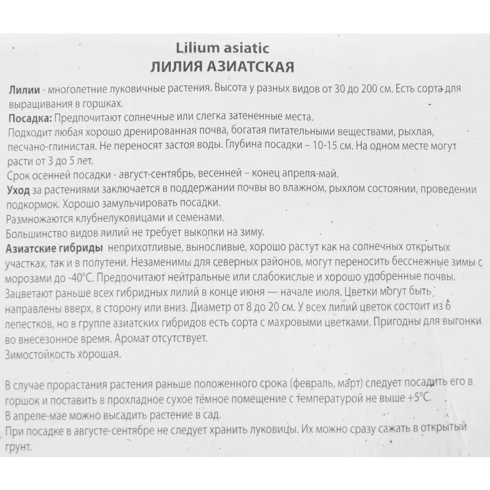 Лилия азиатская Ройал Кисс ПОИСК STLM-2187731 - Вид №2