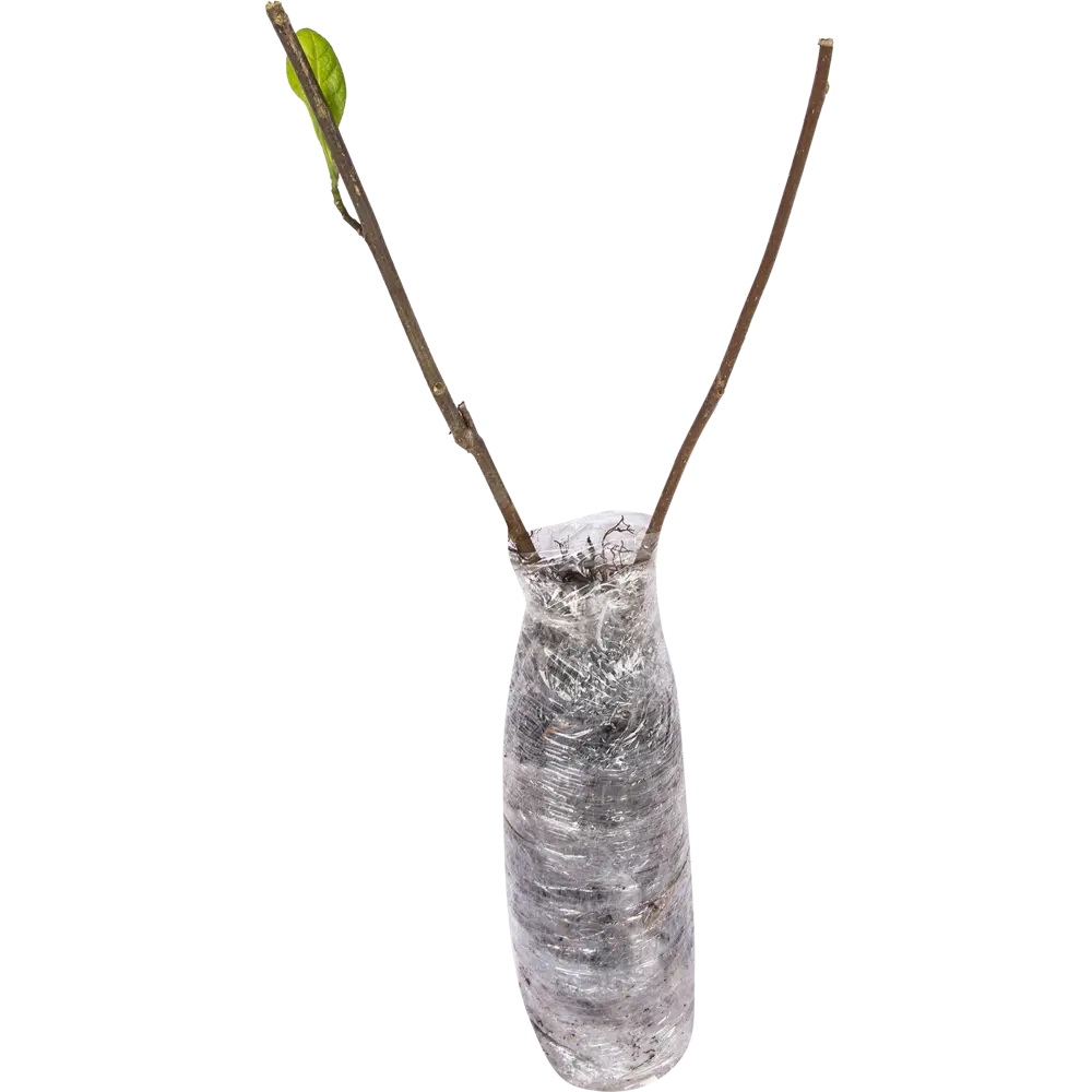 Магнолия Джордж Генри Керн в тубе 82539526 STLM-2138208 BLOOMING LIFE  - Вид №1