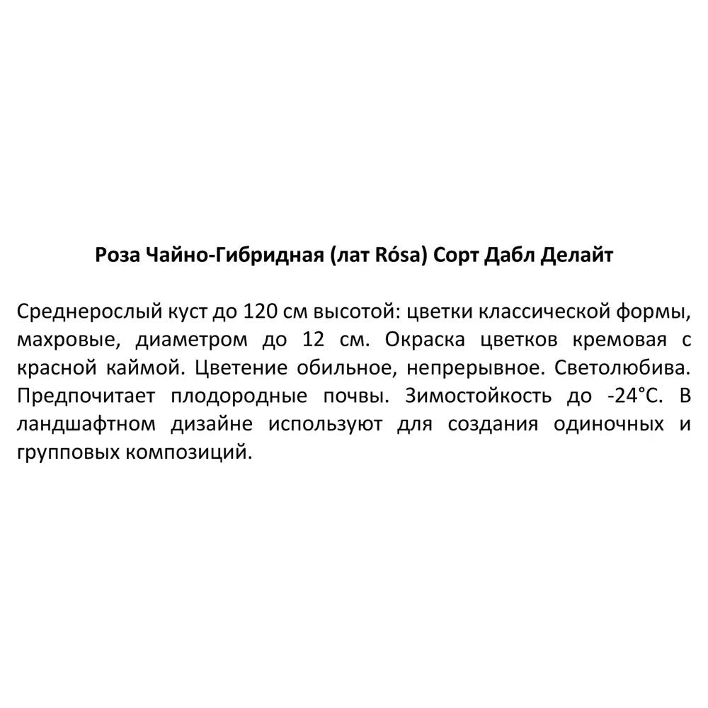 Роза чайно-гибридная Дабл Делайт ø15 h30 см 85589151 STLM-2034627 Santreyd  - Вид №3