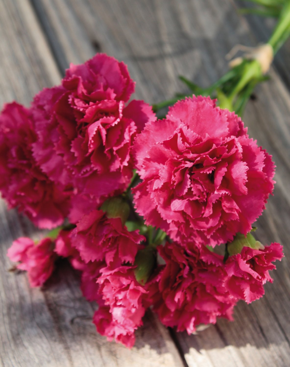 3516 420 a2 Гвоздика искусственная, 30 см, вишня H-andreas  - Вид №3