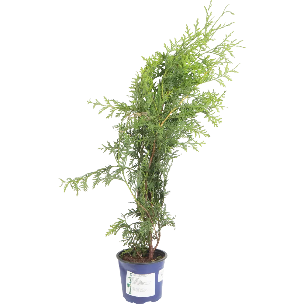 Туя западная Брабант С1/40-45 см 18470115 STLM-2096242 PLANTMARKET 