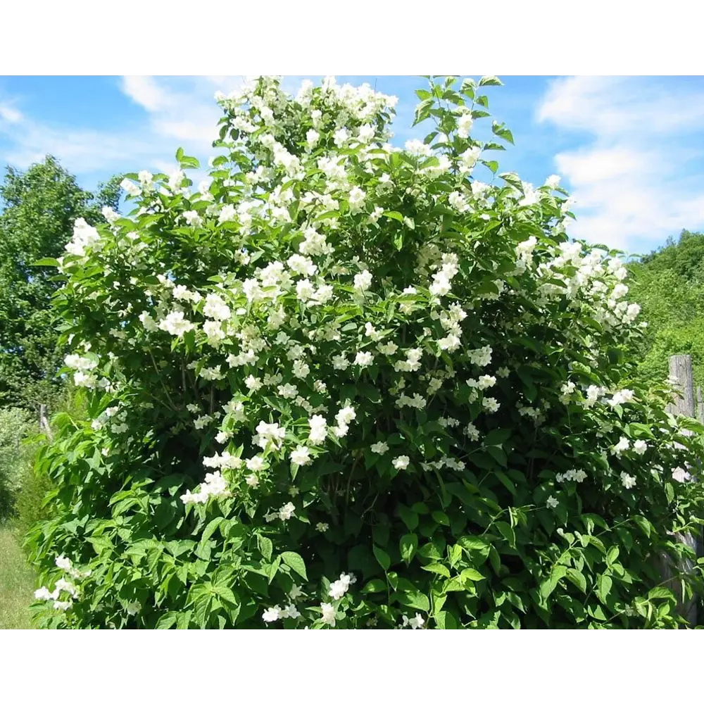 Чубушник венечный ø17 h40 - 60 см PLANTMARKET STLM-2027418