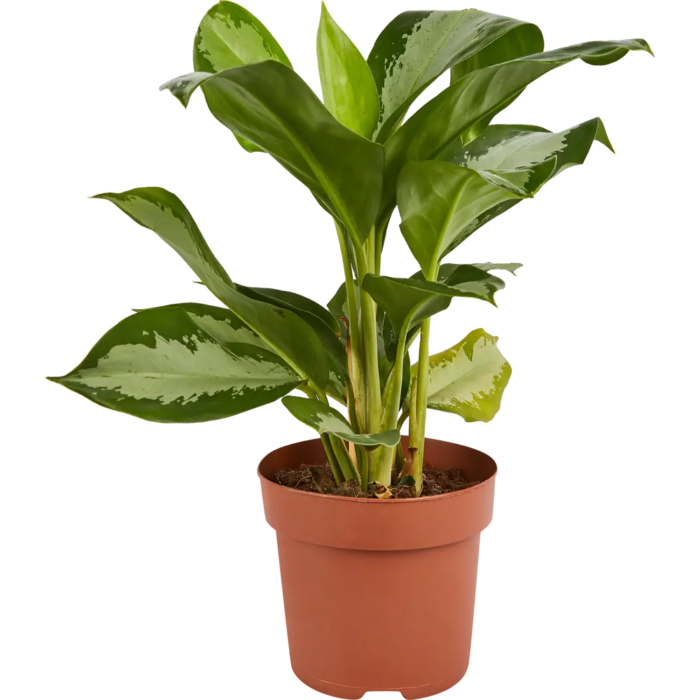 Аглаонема Росток Santreyd - комнатное растение с малиновым кантом 84587059 STLM-0052400 - Вид №1