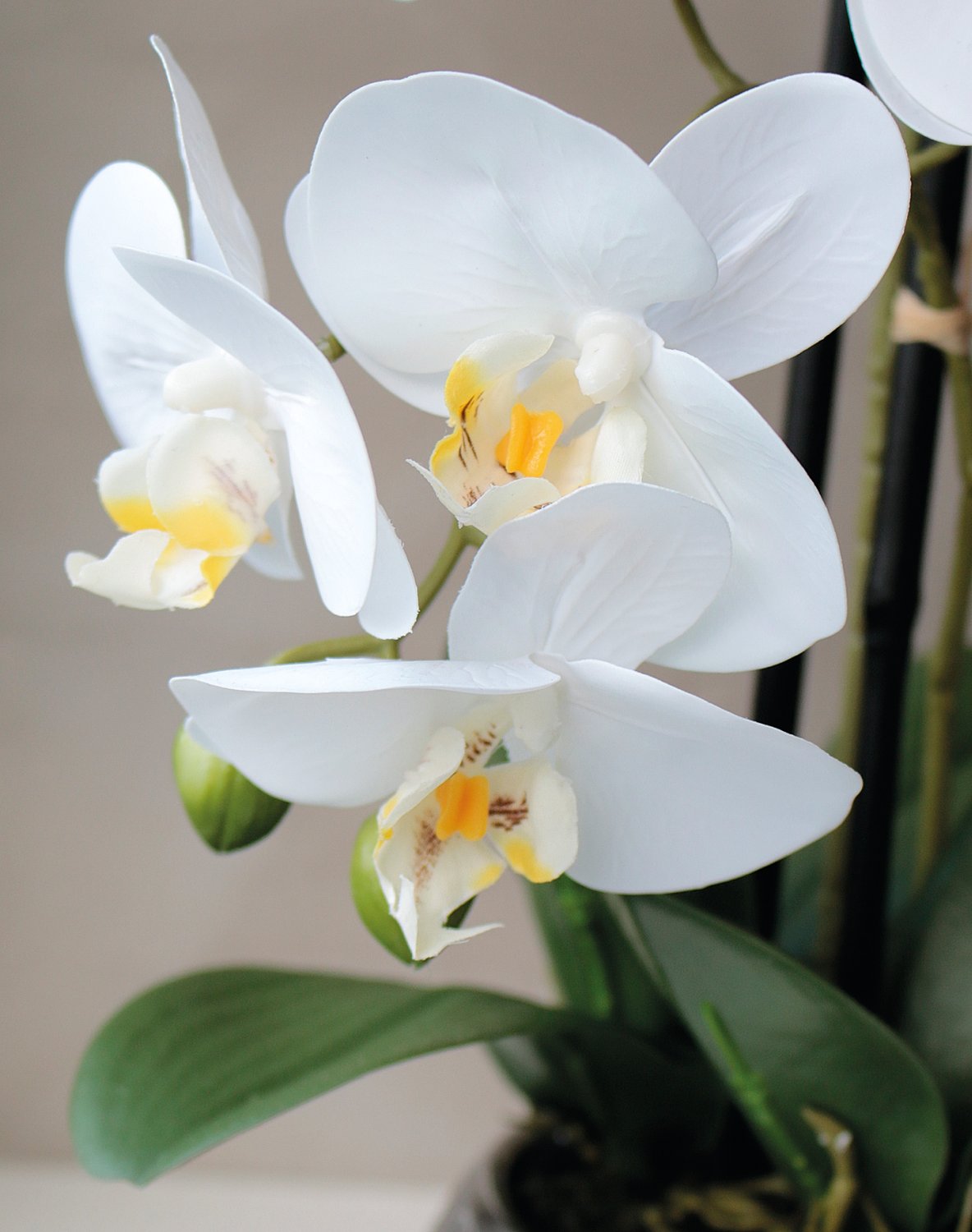 2777 778 a3 Пластиковая орхидея Phalaenopsis, 2-х кратная, горшечная, 45 см, real touch, бежево-белая H-andreas  - Вид №3