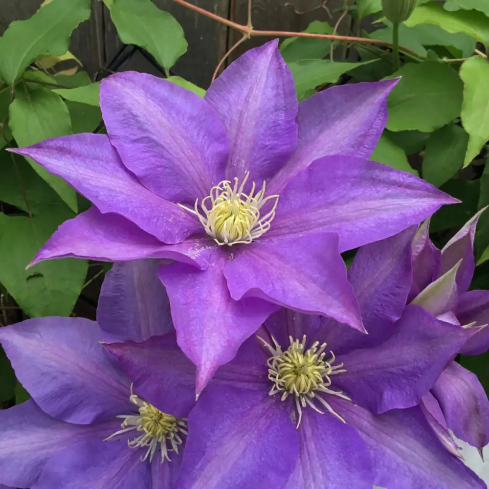 Клематис Santreyd - махровый вишнёво-розовый с ароматом ягод 17939612