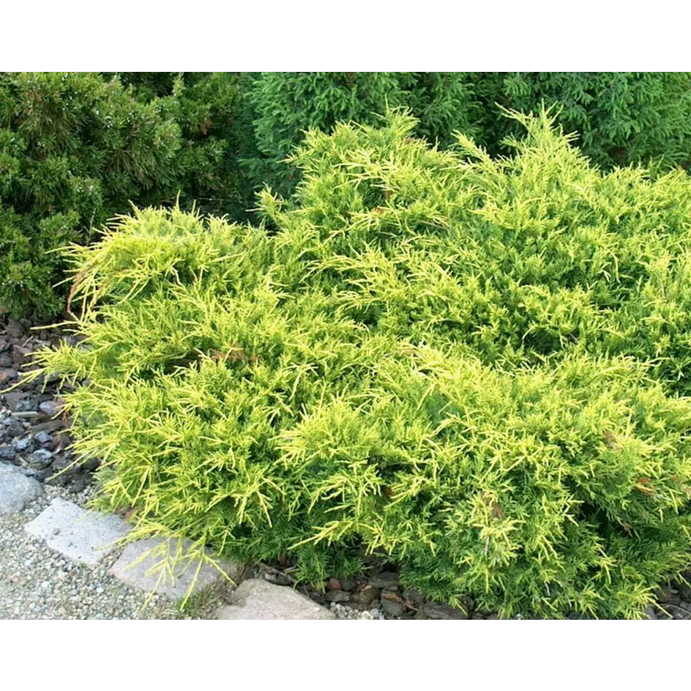 Можжевельник средний Голд Коаст ø11 h15 - 20 см 87691101 STLM-2025816 PLANTMARKET 