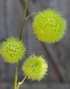 5535 883 a3 Искусственный спрей из плодов гомфокарпуса, 103 см, зеленый H-andreas