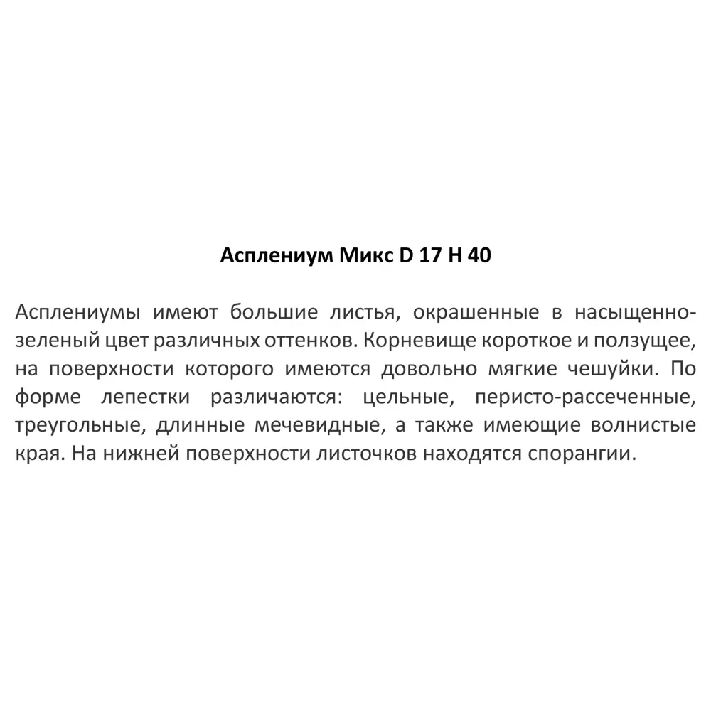 Асплениум Santreyd Росток - тропический папоротник для интерьера 84587065 STLM-0052406 - Вид №2