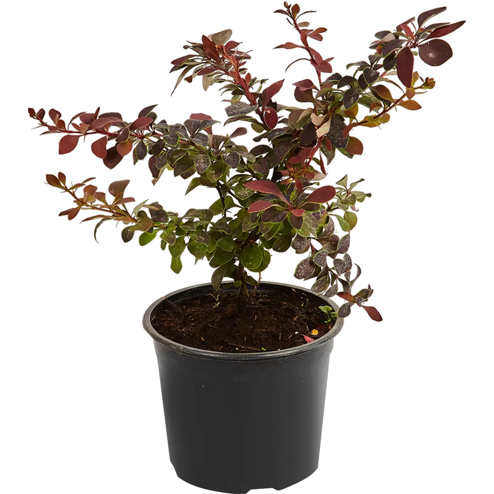 Барбарис Тунберга «Голден Ринг» от Santreyd — саженец с пурпурно-красной листвой 81968695 STLM-0016059