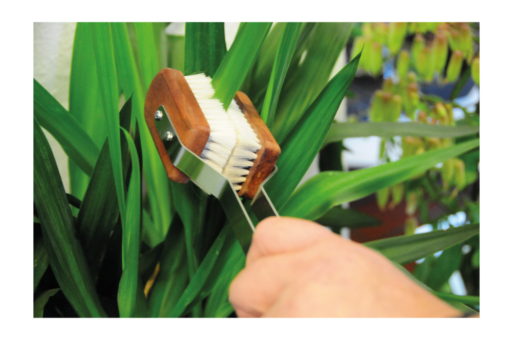 460135 Brush World (Мир кистей) Buerstenwelt  - Вид №1