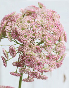 3305 510 a3 Искусственная дикая морковь, 83 см, розовая H-andreas