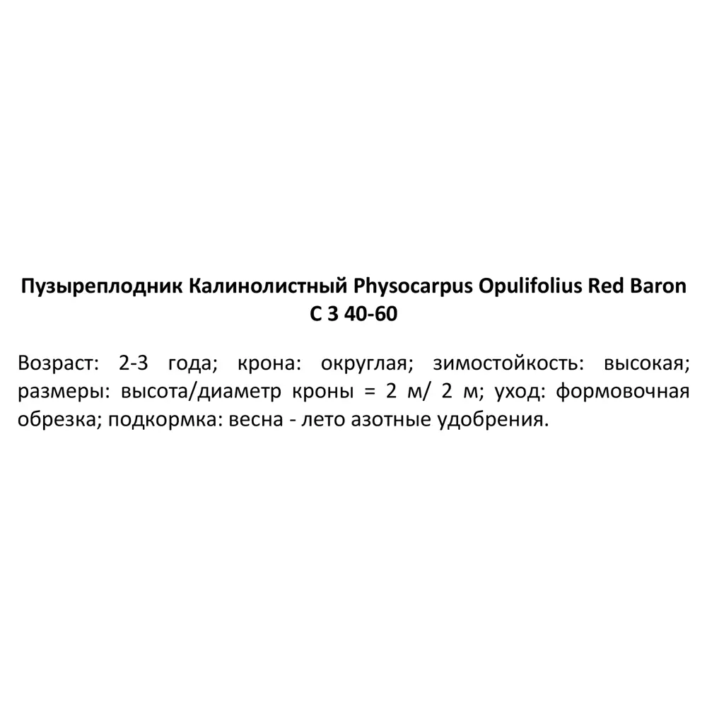 Пузыреплодник калинолистный Ред Барон ø15 h60 см PLANTMARKET STLM-2149280 - Вид №2