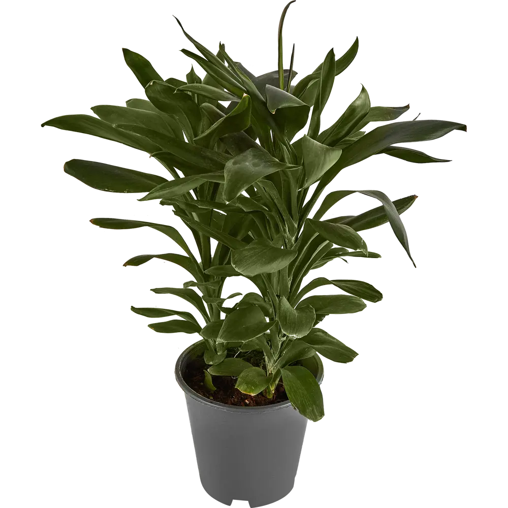 Кордилина Santreyd — изысканное декоративное растение с глянцевой листвой 85324961 STLM-0061525 - Вид №1