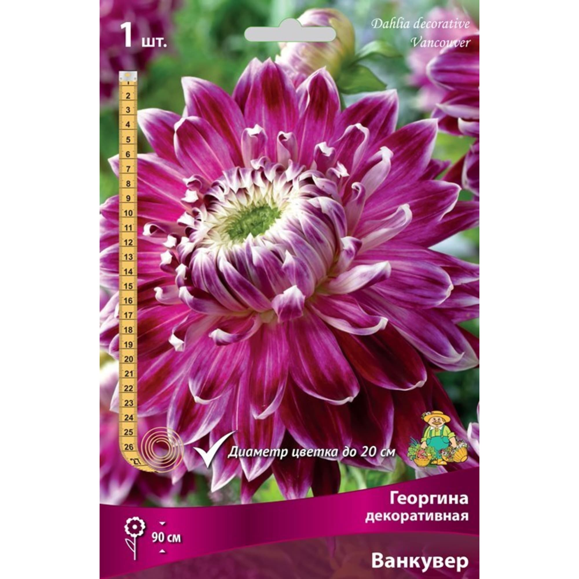 83593756 Георгина декоративная Ванкувер луковица I Santreyd 