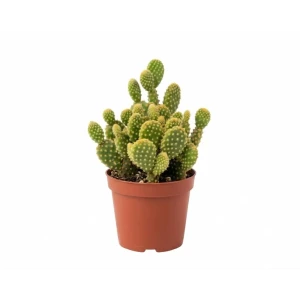Кактус микс ø9 h10 см