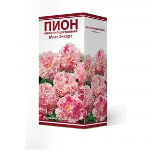 83600231 Пион травянистый Мисс Экхарт луковица 2-3