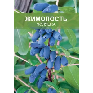 Жимолость Золушка ø15 h50 см 85670469 STLM-2169116