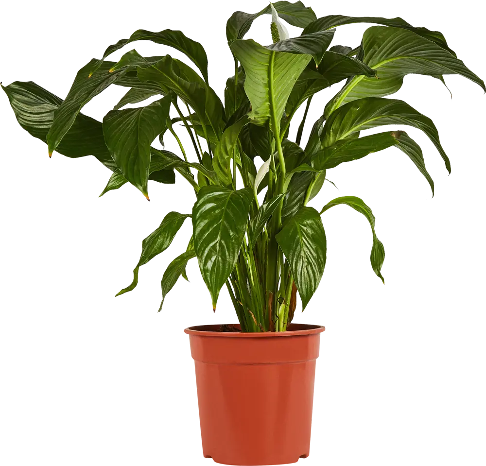 Santreyd Спатифиллум 'Женское счастье' - элегантное комнатное растение с белыми цветами 86750222