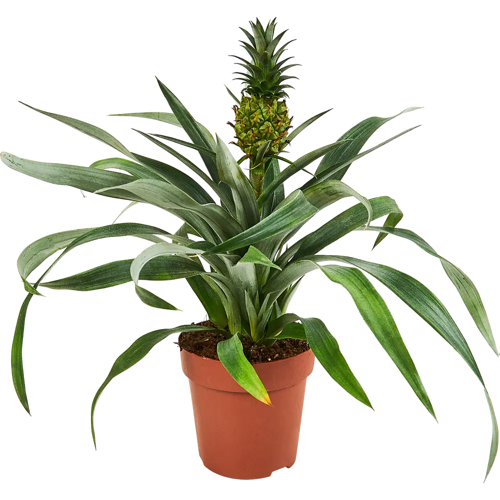 Santreyd Ананас комнатный - экзотическое украшение интерьера 89348852 STLM-1380931 - Вид №2