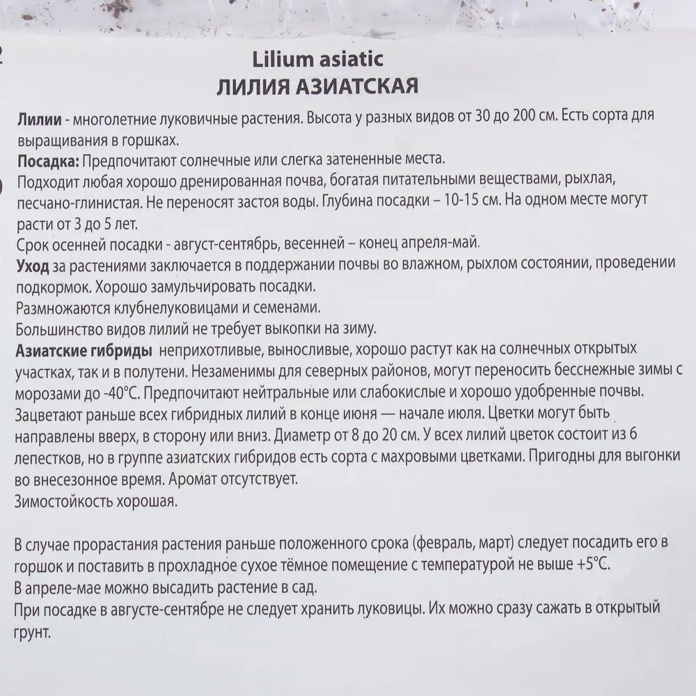 Лилия азиатская Ландини 14/16, 1 шт 81945457 STLM-2040816 Santreyd  - Вид №2