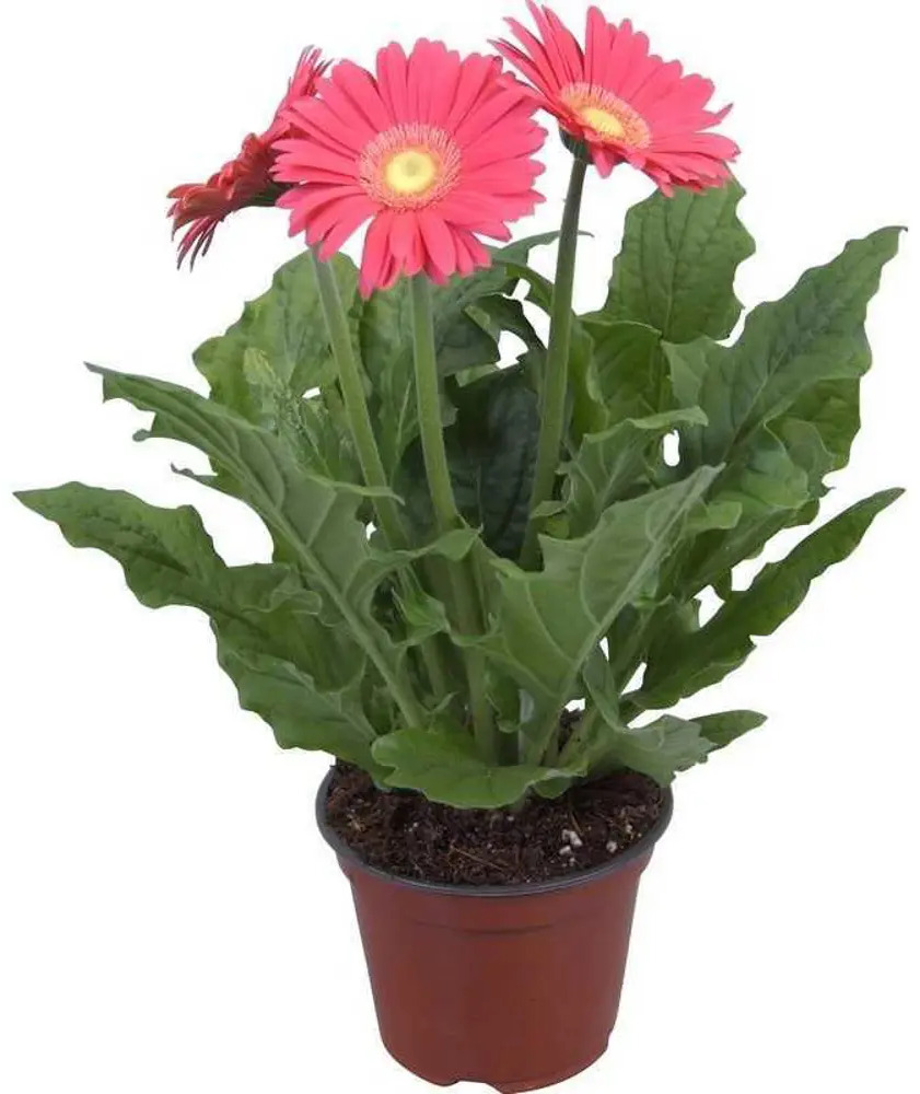 Santreyd Гербера Гарвинеа - яркий саженец для дома и сада 84997293