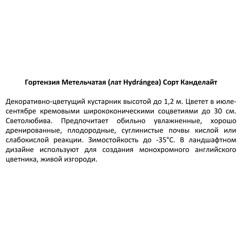 Гортензия метельчатая Канделайт ø15 h35 см Кутепово 84405846 STLM-2017298 Santreyd  - Вид №3