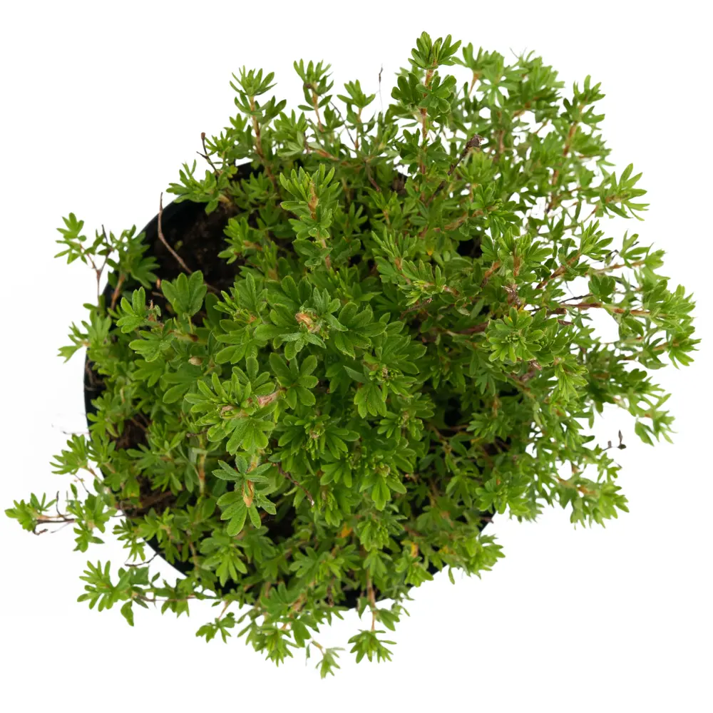 Лапчатка Goldfinger от Santreyd — яркое украшение вашего сада 84841624 STLM-0055910 - Вид №2