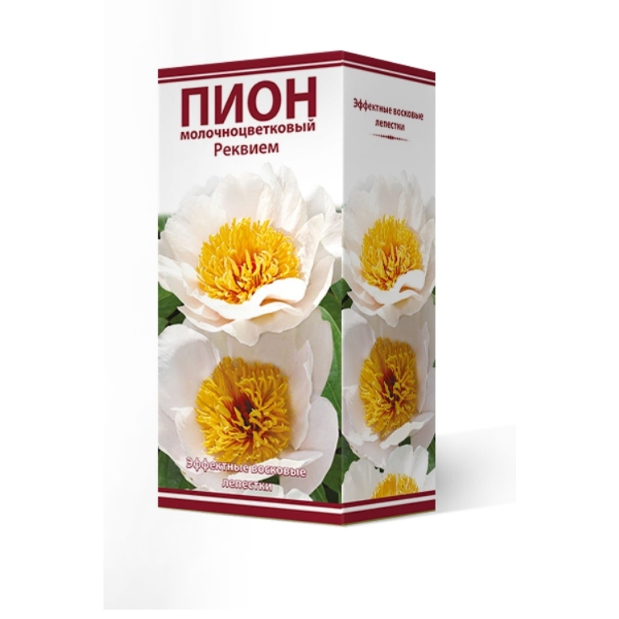 83600310 Пион травянистый Реквием луковица 2-3 Santreyd 