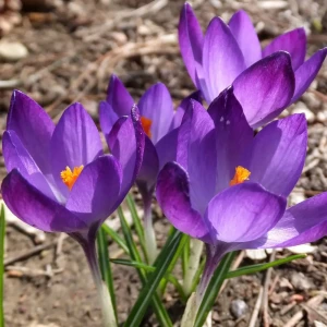 Крокус Geolia «Ruby Giant»