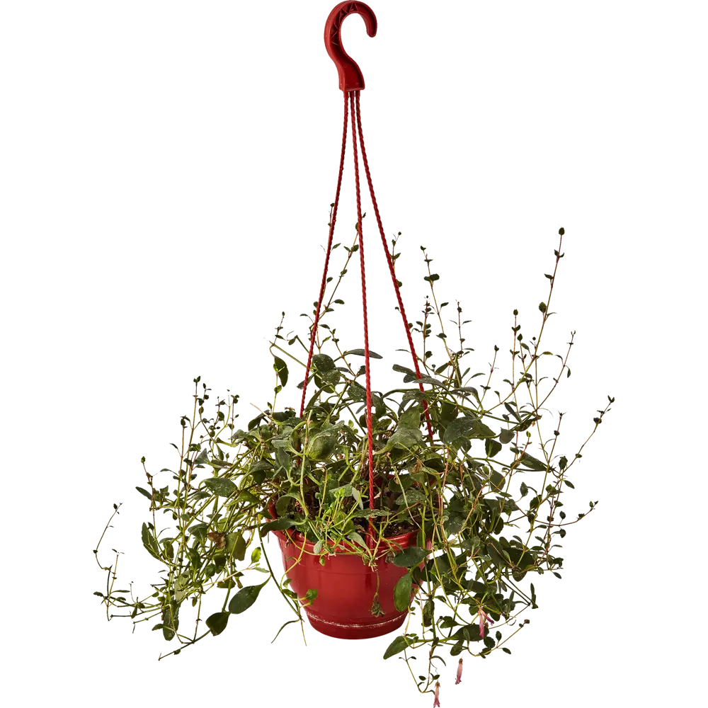 Santreyd Каланхое Мангини - цветущий суккулент для интерьера 89296620 STLM-1343701 - Вид №1