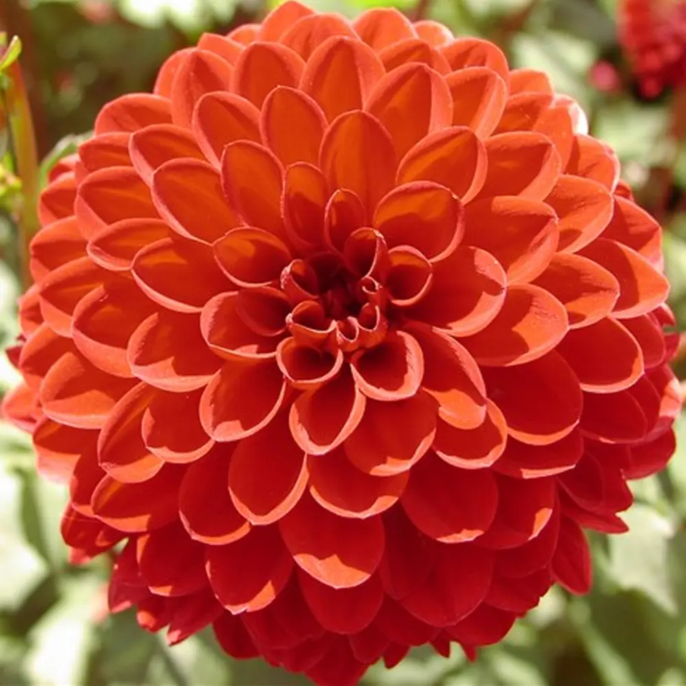 Георгина «Pompon Glow I» 13911858 STLM-2042201 GEOLIA 
