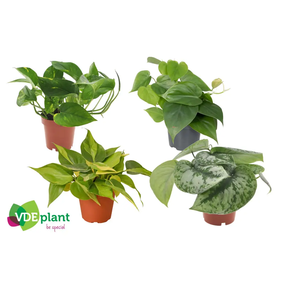 Эпипремнум микс - комнатное растение с декоративной листвой 89400418 Santreyd STLM-1579846