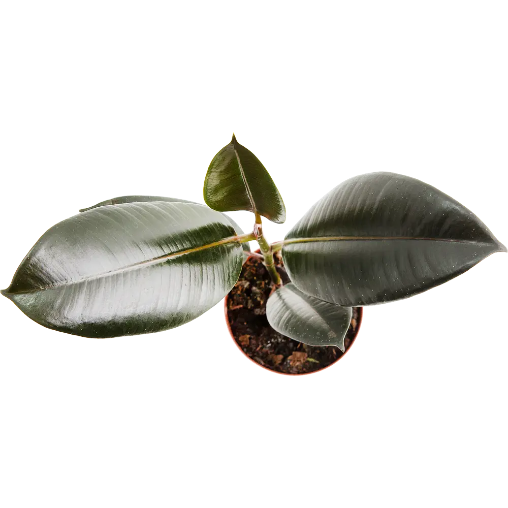 Фикус эластика Santreyd — неприхотливое комнатное растение для интерьера 13973979 STLM-0004090 - Вид №1