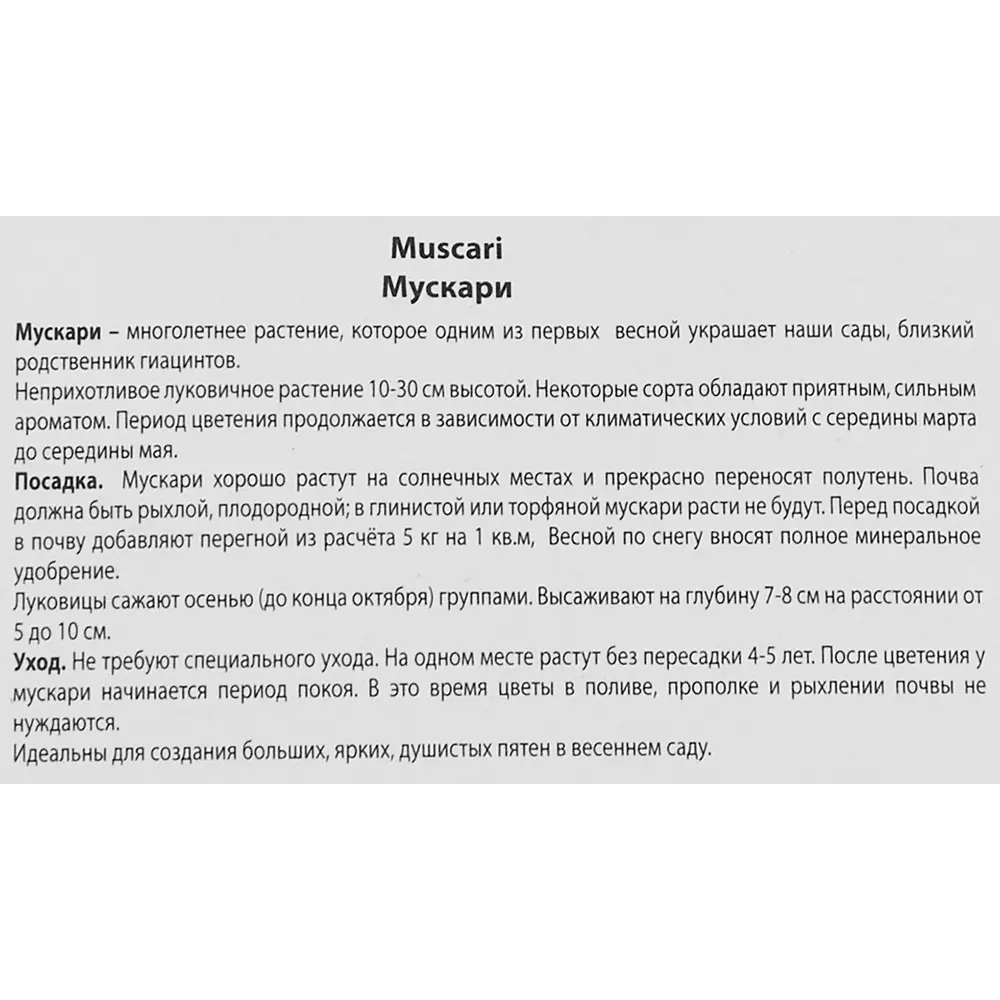 Мускари широколистный ПОИСК - 10 луковиц для яркого сада 85205631 STLM-1570964 - Вид №2