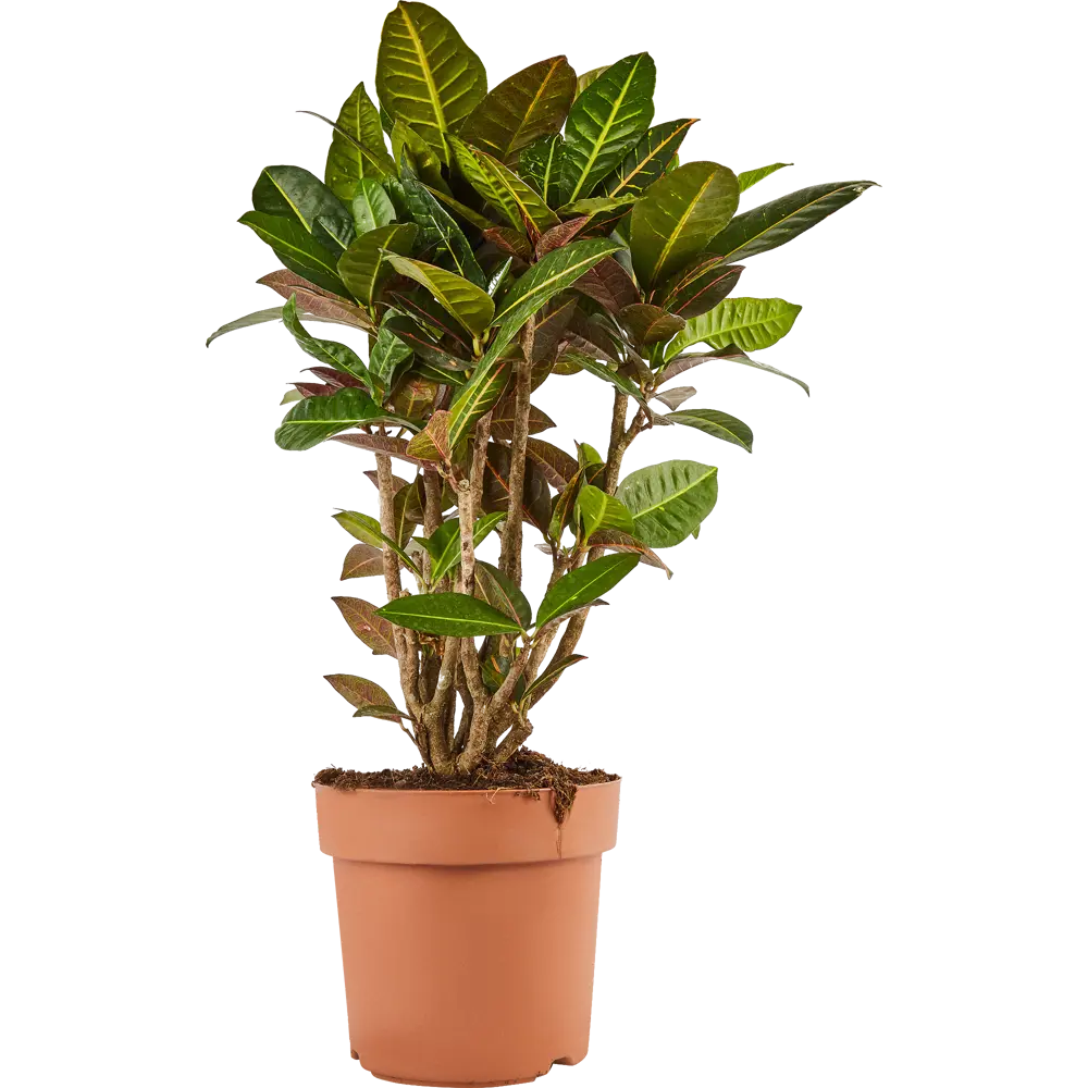 Santreyd Кодиеум Варигатум Эксцелент — живая картина для интерьера 82578933 STLM-0030489 - Вид №1