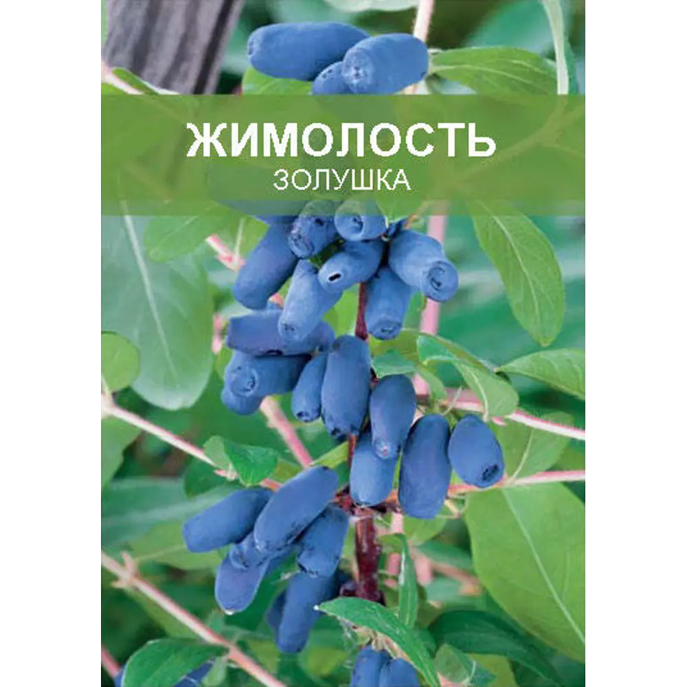 Жимолость Золушка ø15 h50 см 85670469 STLM-2169116 Santreyd 