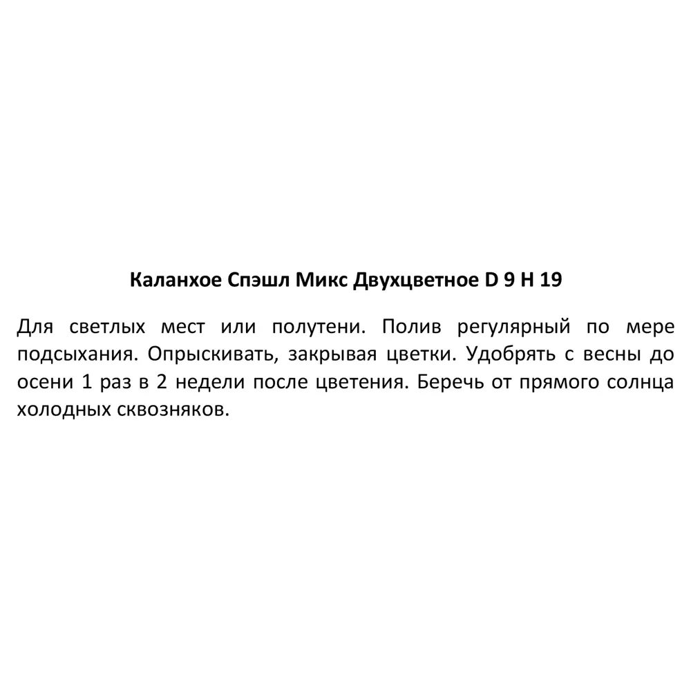 Каланхое двухцветное Спэшл микс ø9 h19 см 89352854 STLM-2089312 Santreyd  - Вид №5