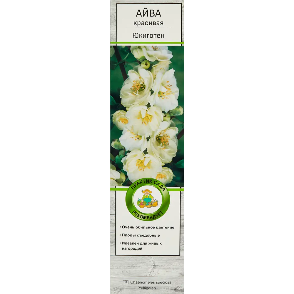 Айва красивая Юкиготен h37 см в тубе 82150717 STLM-2090247 Santreyd 