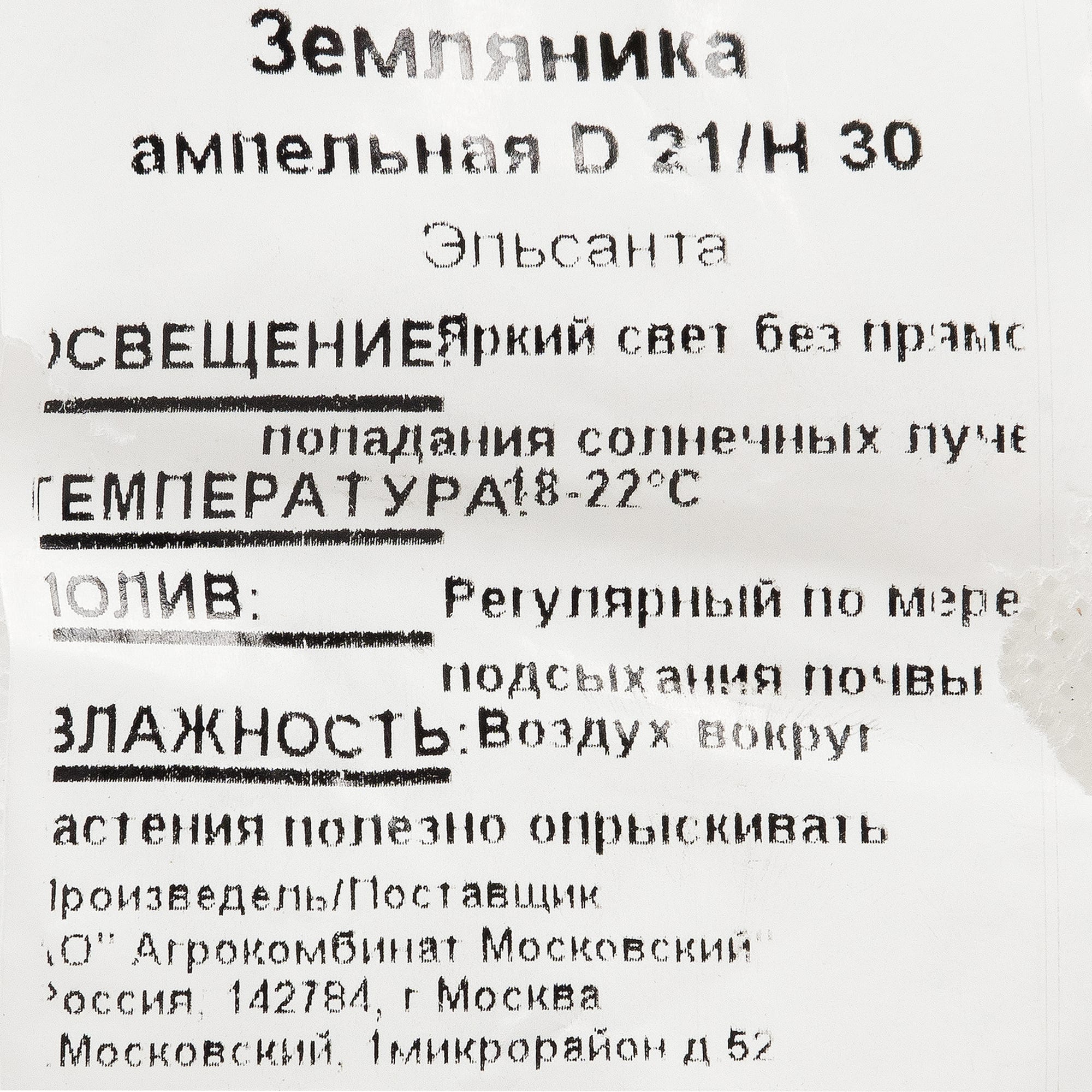 12710130 Рассада «Земляника ампельная», 40x19 см Santreyd  - Вид №1