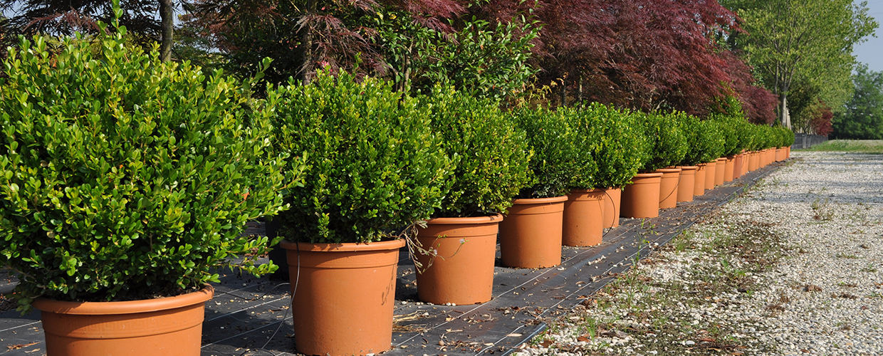 Demetra Новый способ быть вазой Geoplast  - Вид №1