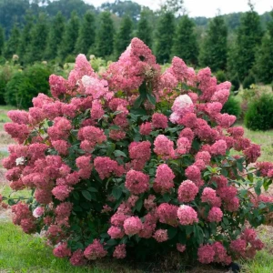Гортензия метельчатая Мэджикал Файр ø19 h40 - 60 см