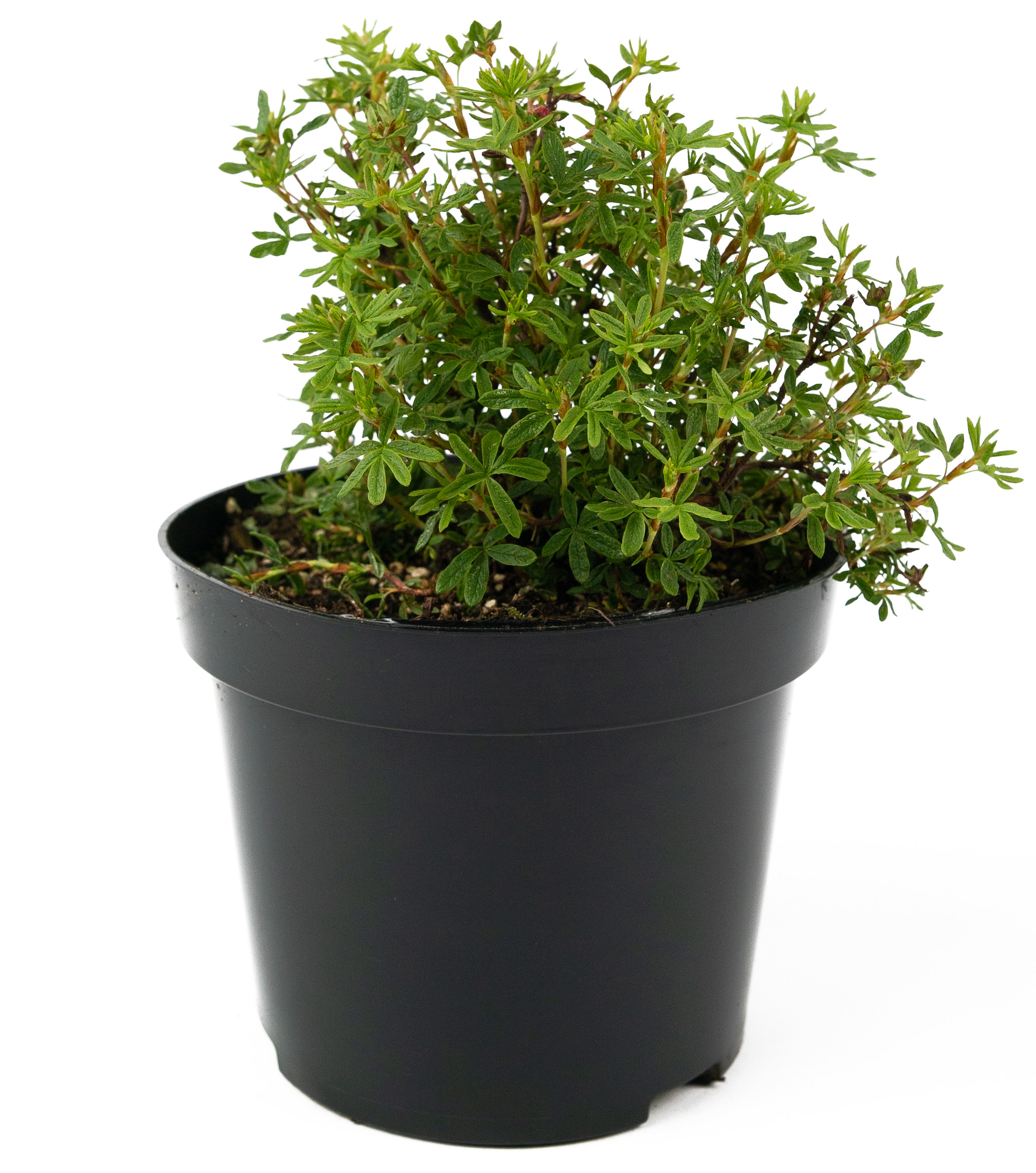 Лапчатка кустарниковая Red Ace 84841632 Santreyd STLM-0055912 - Вид №1