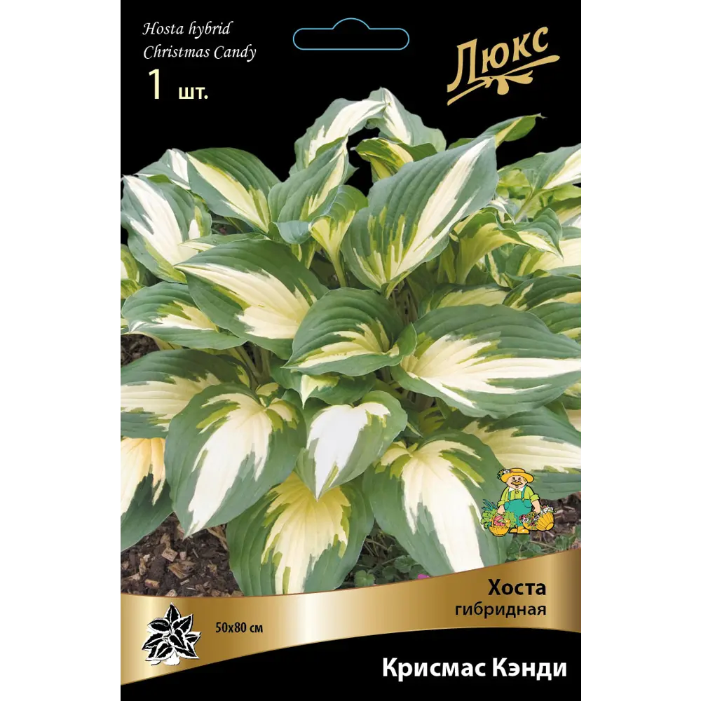 Хоста гибридная Крисмас Кэнди луковица I 83598052 STLM-2011053 Santreyd 
