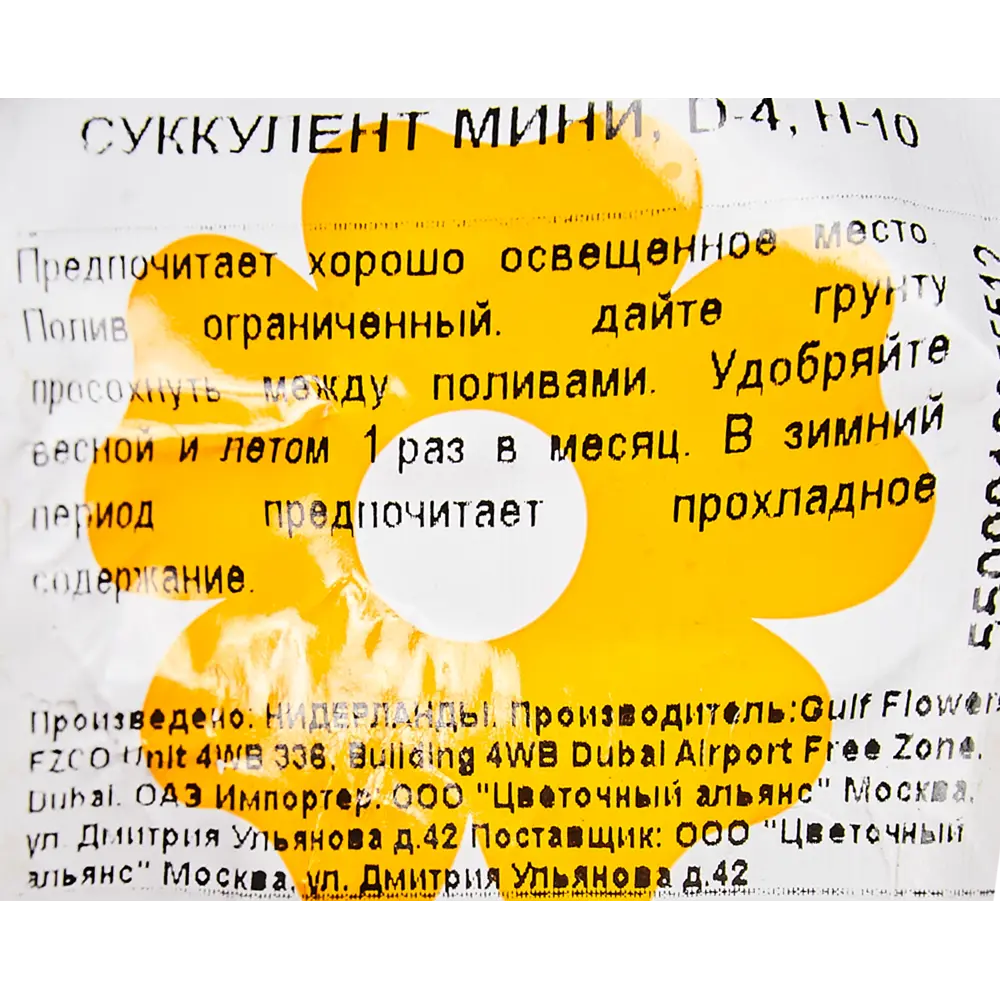Суккулент мини 4x10 см 82850439 STLM-2012994 Santreyd  - Вид №2