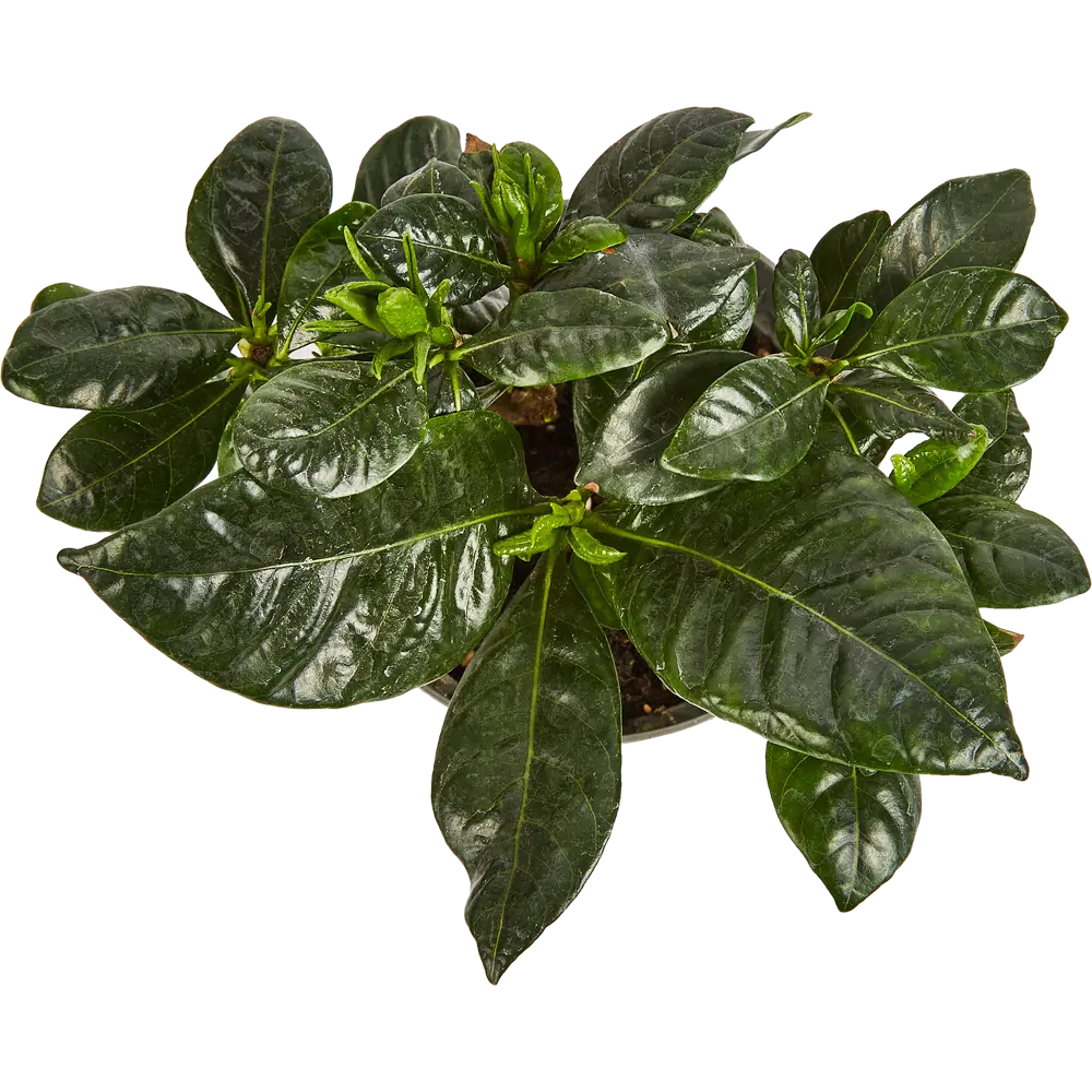 Гардения жасминовидная Santreyd - комнатное растение с ароматом жасмина 86750234 STLM-0071274 - Вид №1