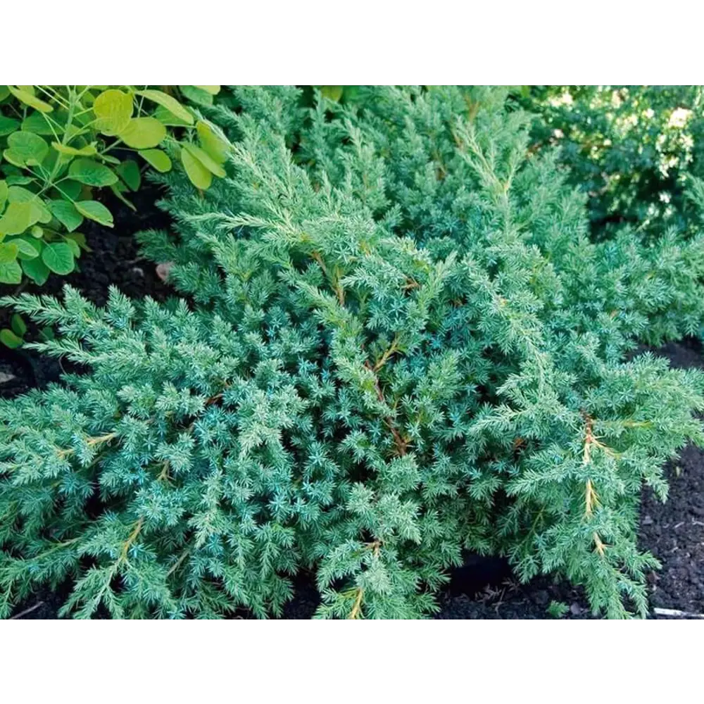 Можж. Чешуйчатый Блю Свиде ø13 h20 - 35 см 87691097 STLM-2180731 PLANTMARKET 