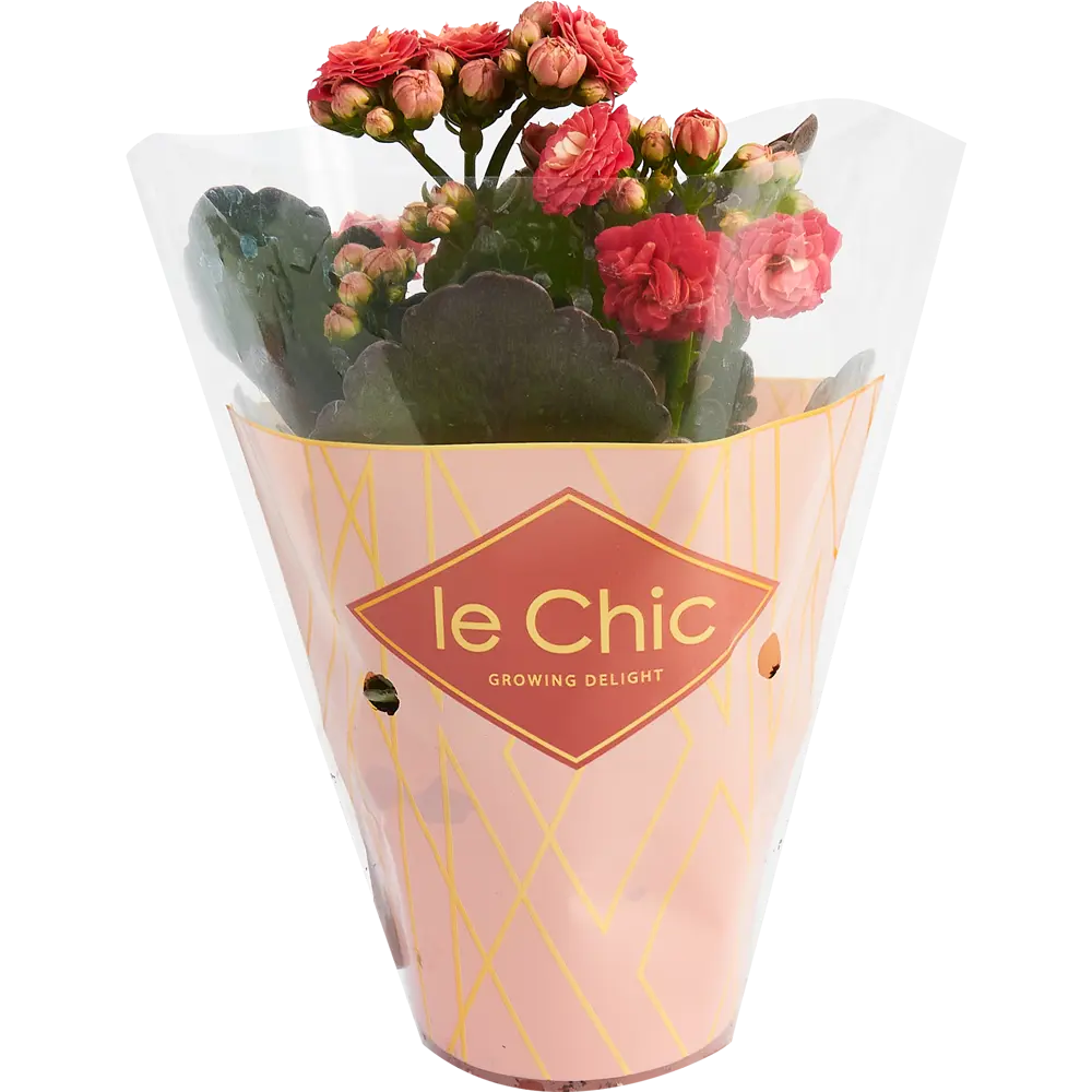 Santreyd Каланхое махровый микс — цветущее украшение интерьера 84450739 STLM-0050226 - Вид №3